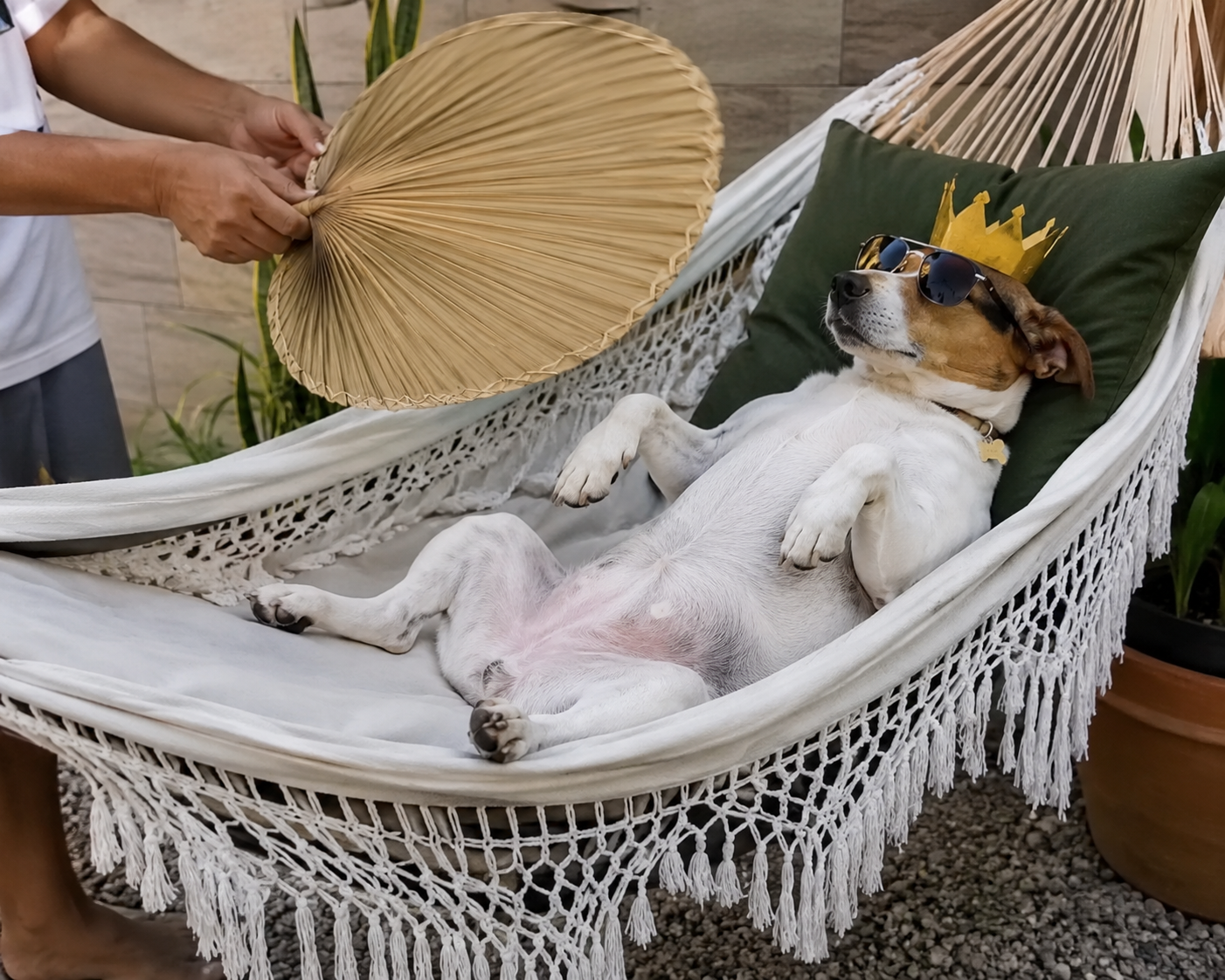 Cachorro em uma rede sendo abanado por um humano como se fosse um rei.