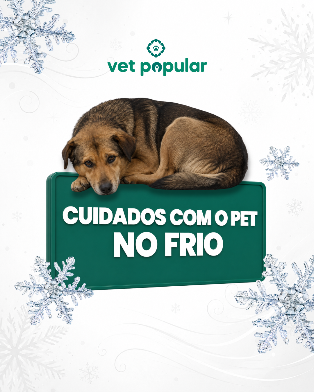 Cuidados com o Pet no Frio