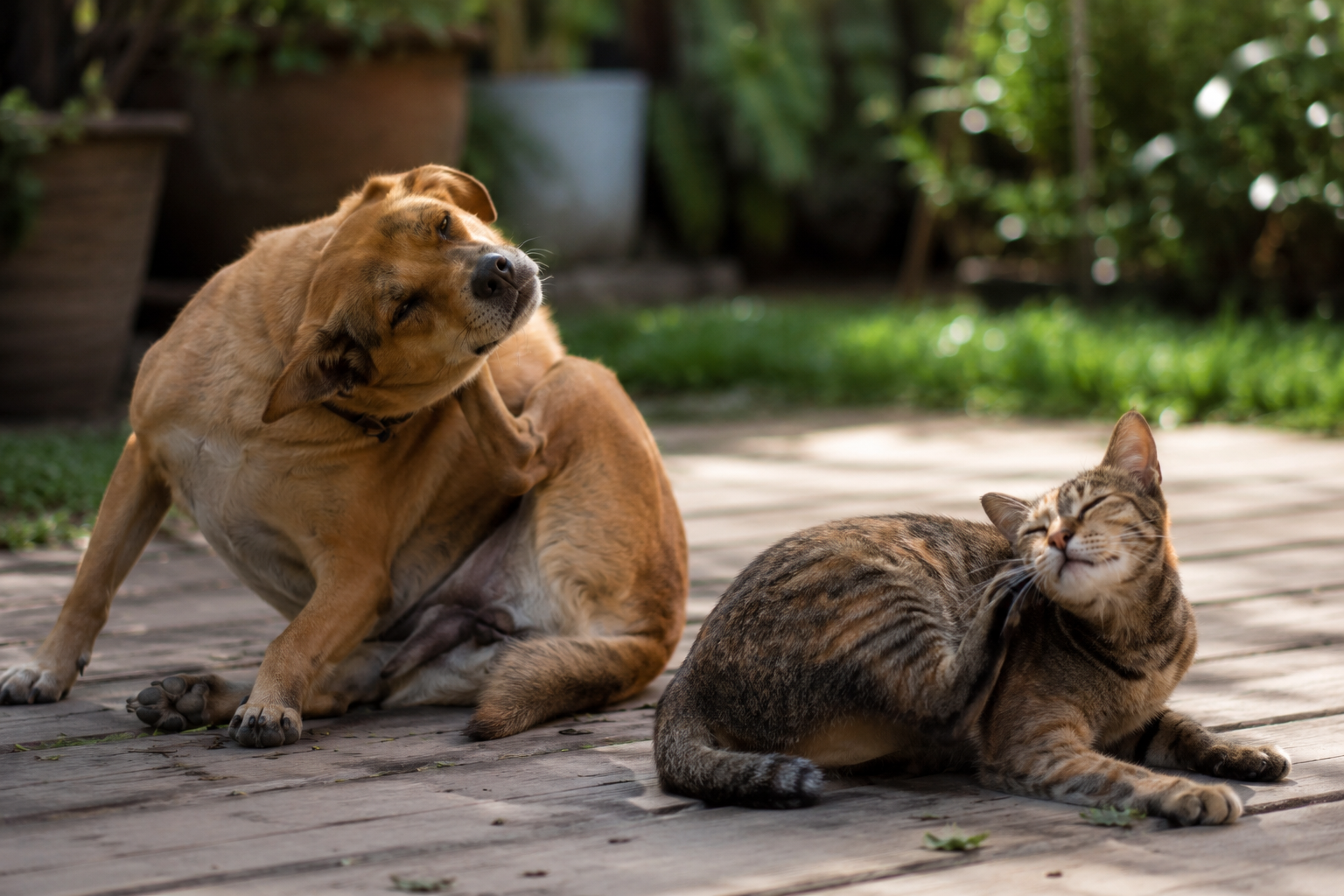 Cachorro e gato se coçando.